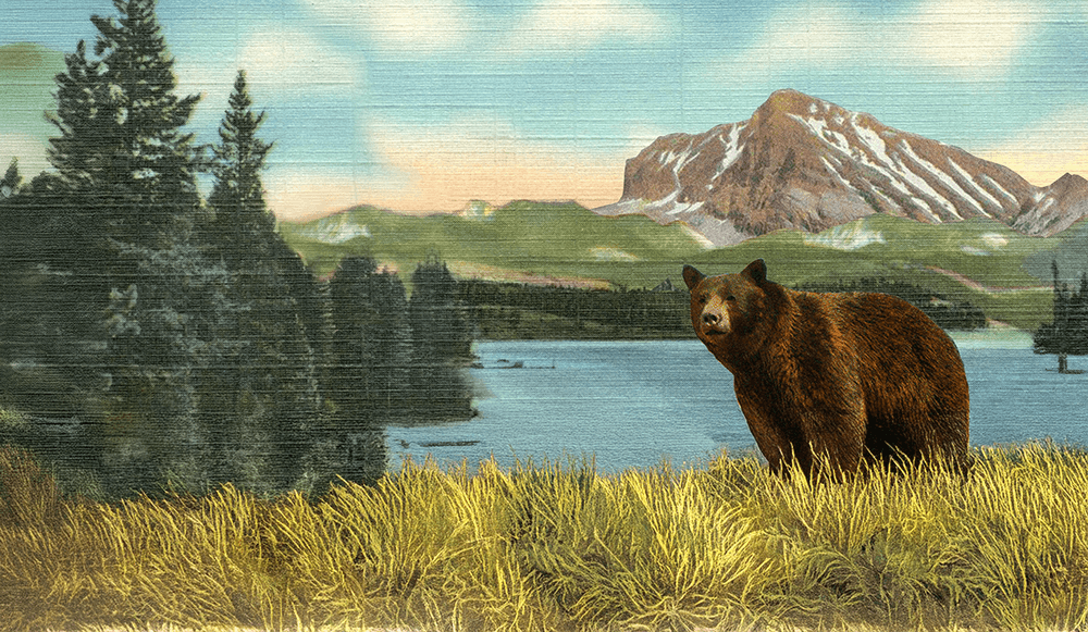 grizzly bear overlooking lake in vintage-style postcard